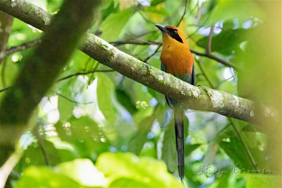 Rufous Motmot (Baryphthengus martii)