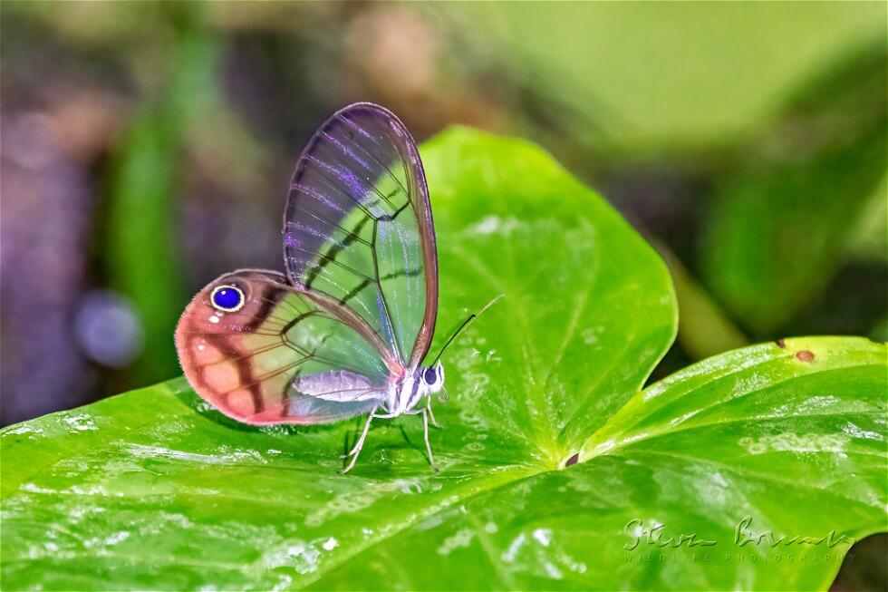 Blushing Phantom (Cithaerias pireta)