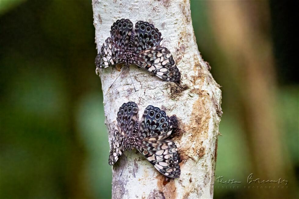 Grey Cracker (Hamadryas februa)