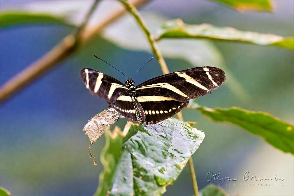 Zebra Longwing (Heliconius charithonia)