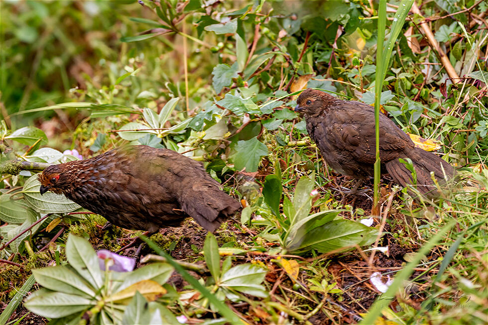 Buffy-crowned Wood Partridge (Dendrortyx leucophrys)