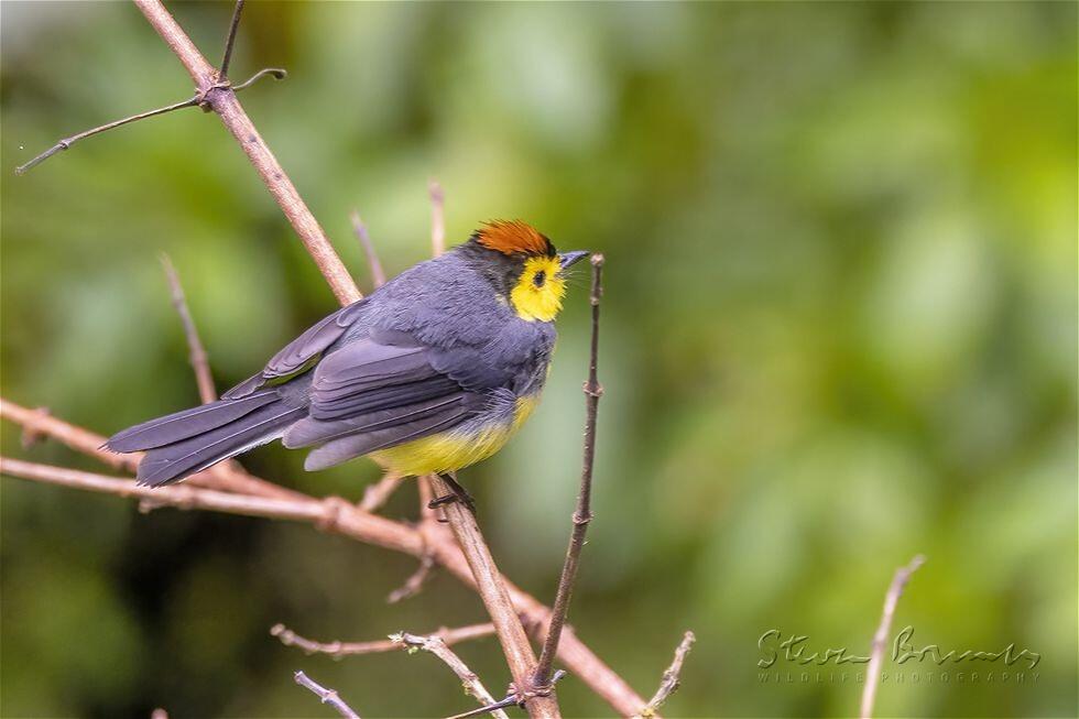 Collared Whitestart (Myioborus torquatus)