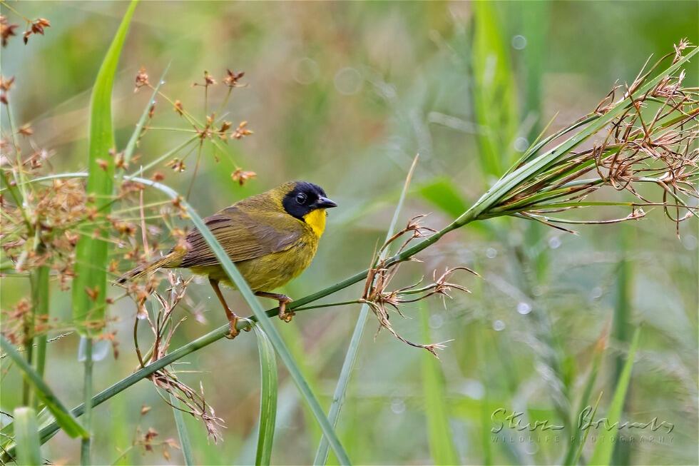 Olive-crowned Yellowthroat (Geothlypis semiflava)