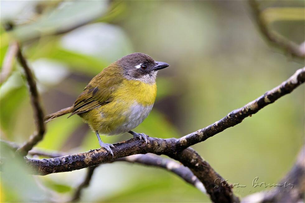 Common Bush Tanager (Chlorospingus flavopectus)