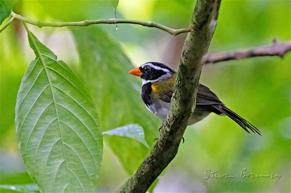 Orange-billed Sparrow (Arremon aurantiirostris)