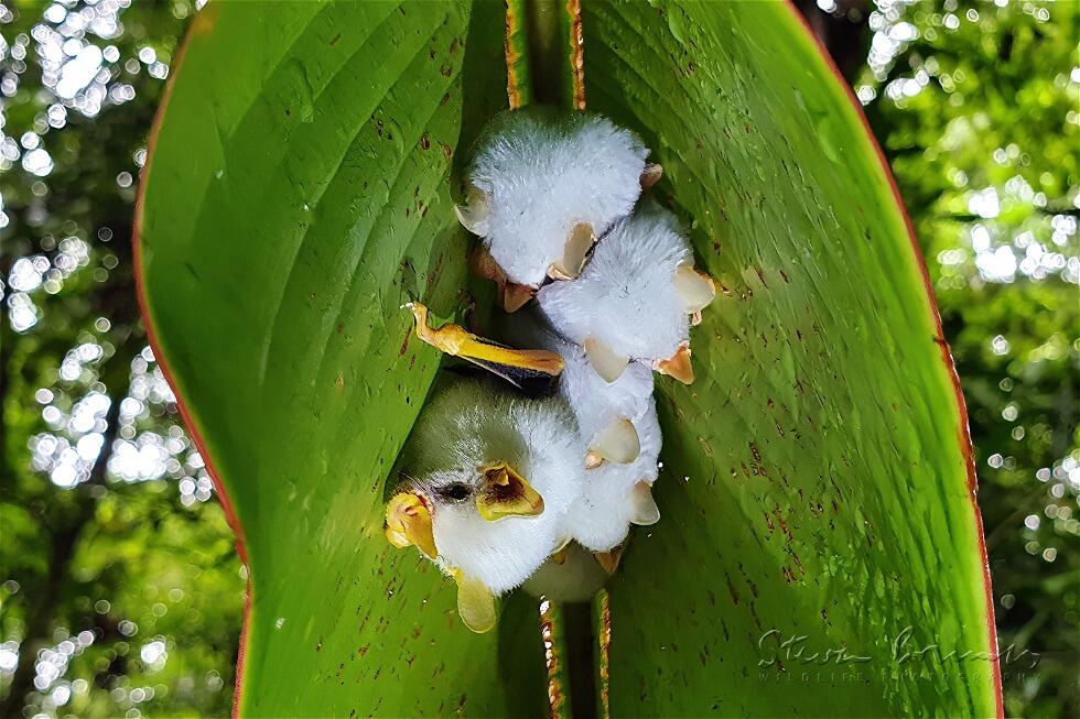 Honduran White Bat (Ectophylla alba)