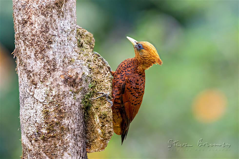 Chestnut-colored Woodpecker (Celeus castaneus)