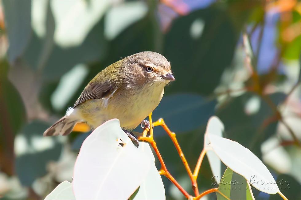 Weebill (Smicrornis brevirostris)