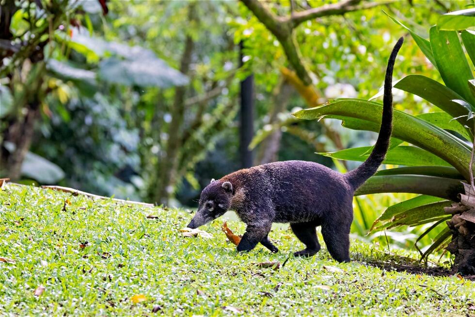 White-Nosed Coati (Nasua narica)