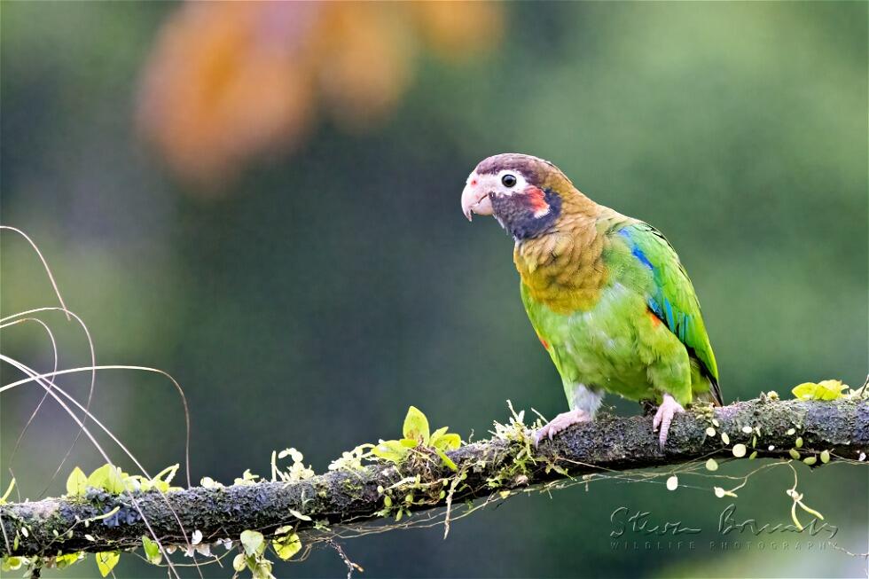 Brown-hooded Parrot (Pyrilia haematotis)