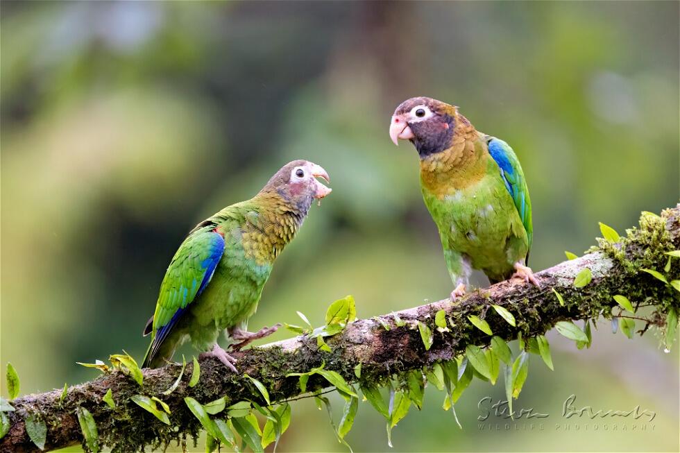 Brown-hooded Parrot (Pyrilia haematotis)