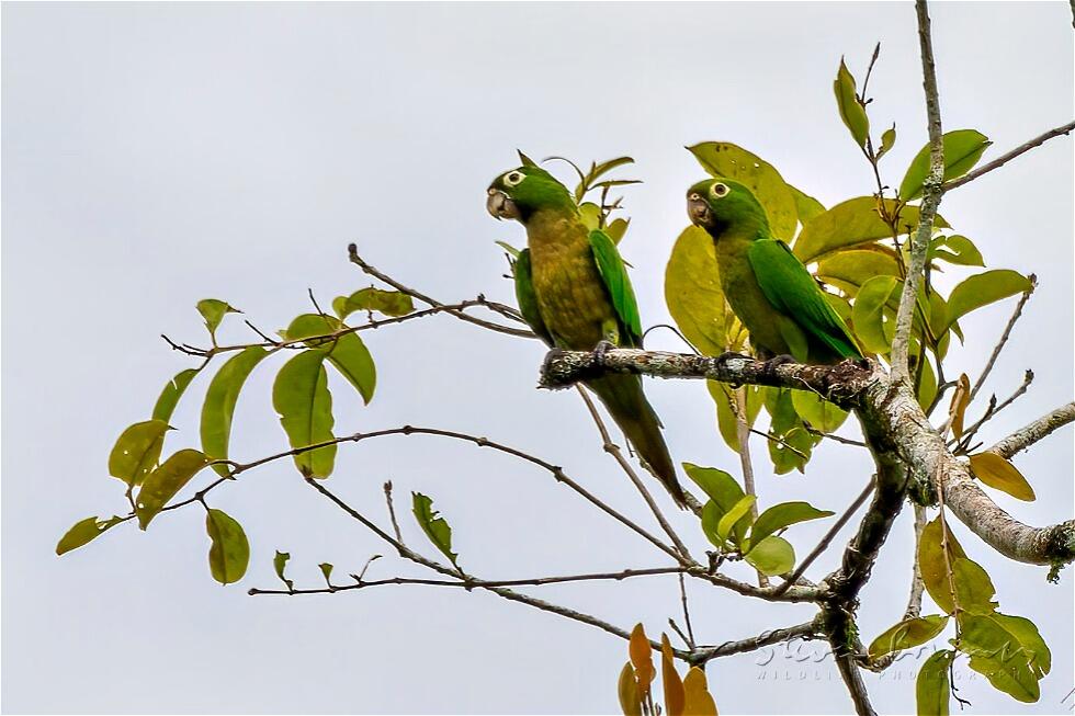 Olive-throated Parakeet (Eupsittula nana)