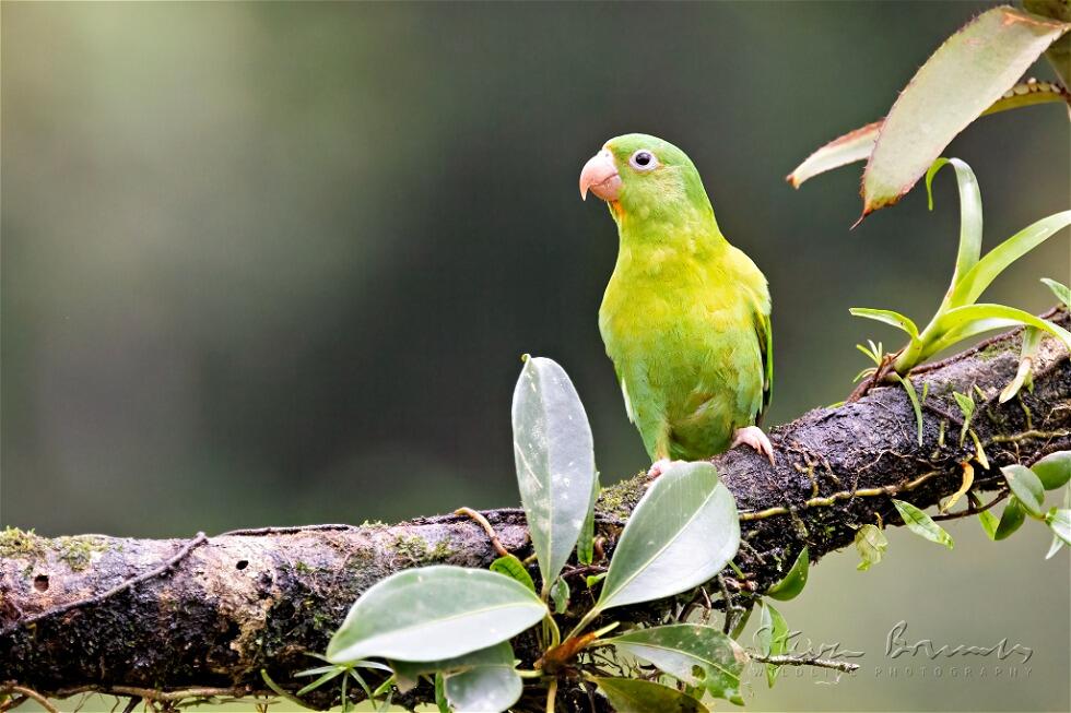 Orange-chinned Parakeet (Brotogeris jugularis)