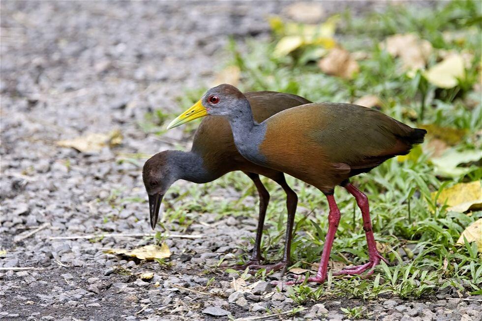 Grey-necked Wood Rail (Aramides cajaneus)