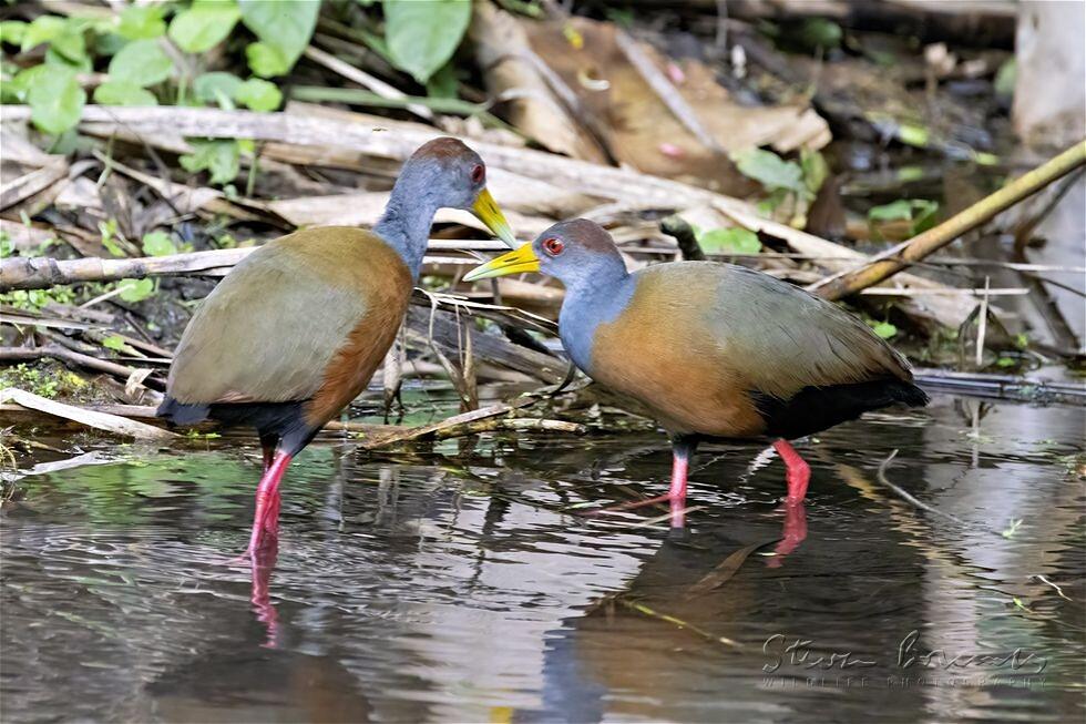 Grey-necked Wood Rail (Aramides cajaneus)