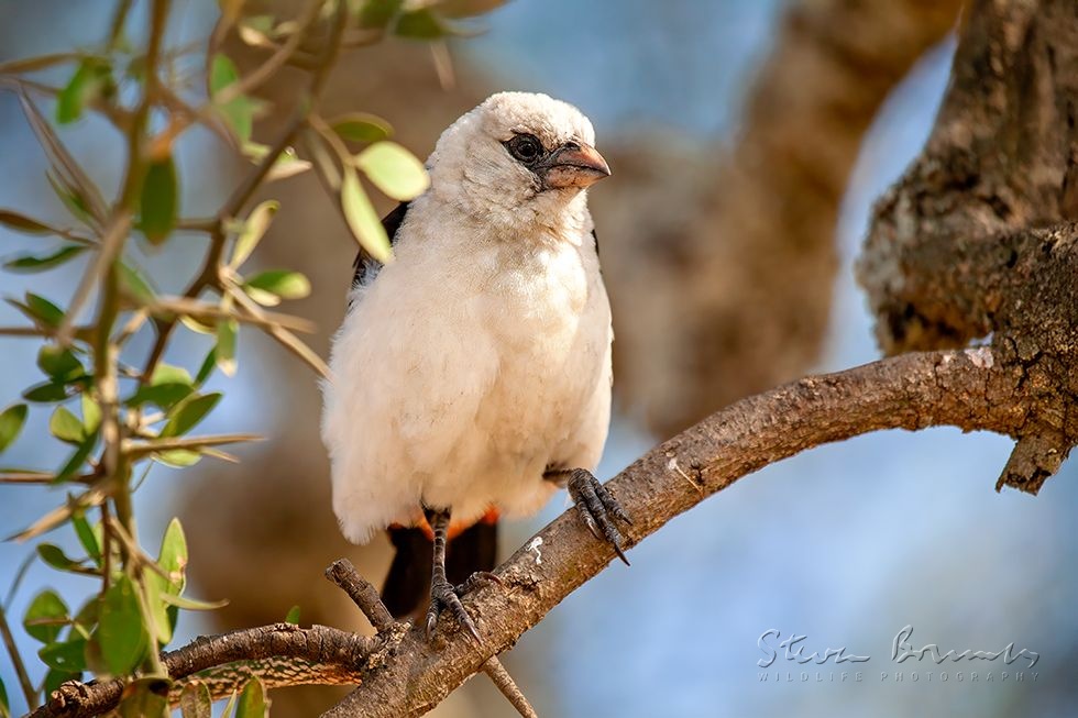 White-headed Buffalo Weaver (Dinemellia dinemelli)