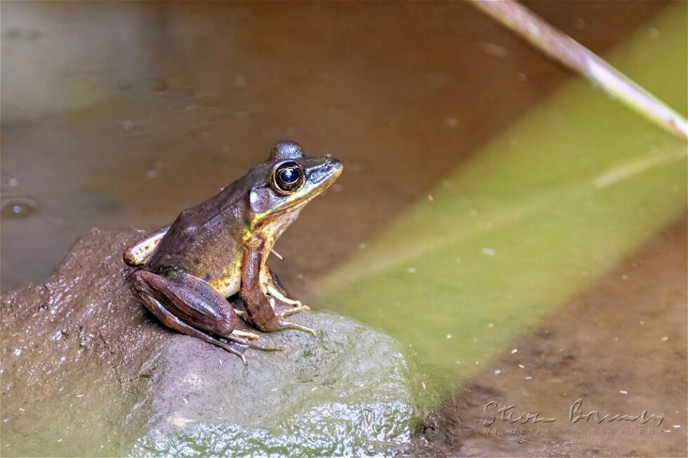 Vaillant's Frog (Lithobates vaillanti)