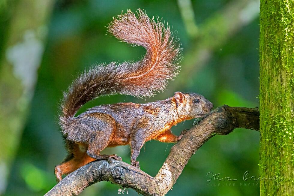 Variegated Squirrel (Sciurus variegatoides)