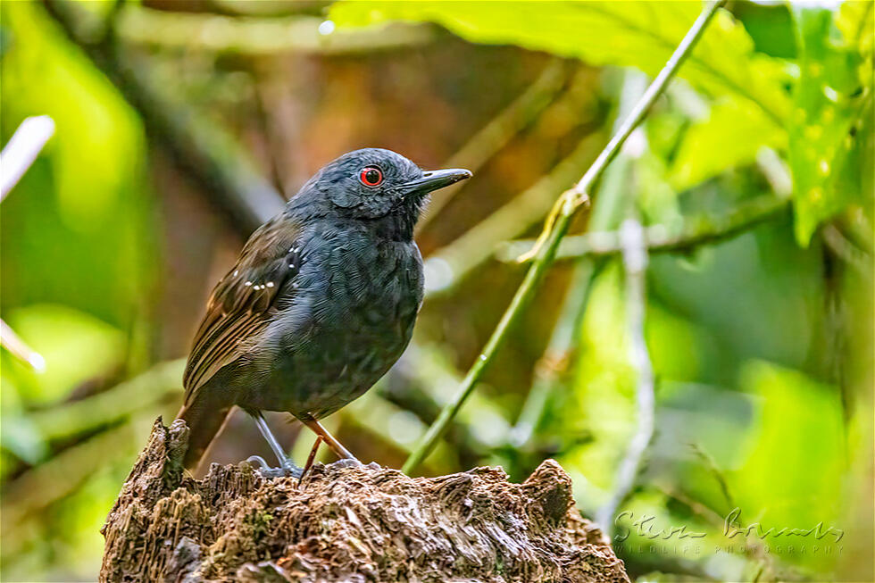 Dull-mantled Antbird (Sipia laemosticta)