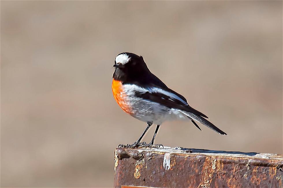 Scarlet Robin (Petroica boodang)