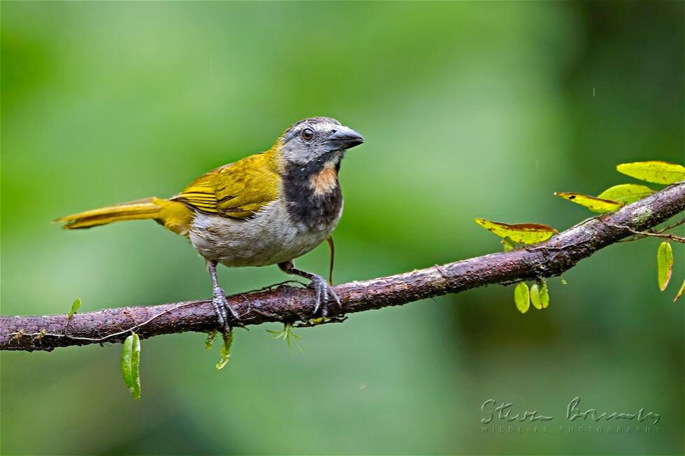 Buff-throated Saltator (Saltator maximus)