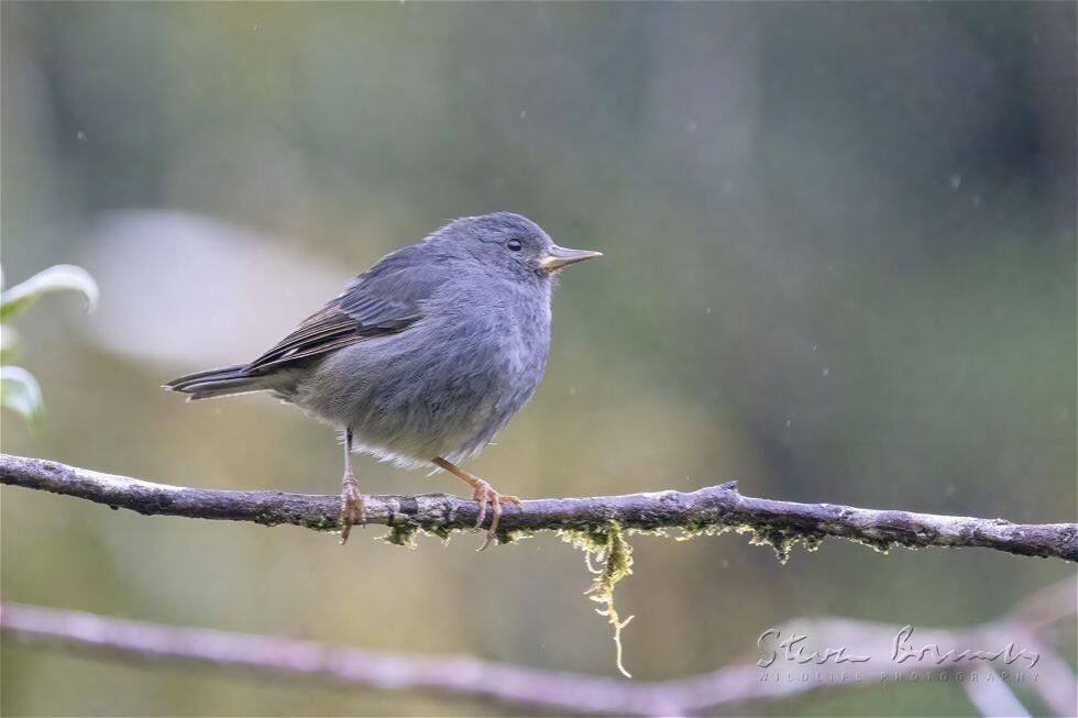 Peg-billed Finch (Acanthidops bairdi)