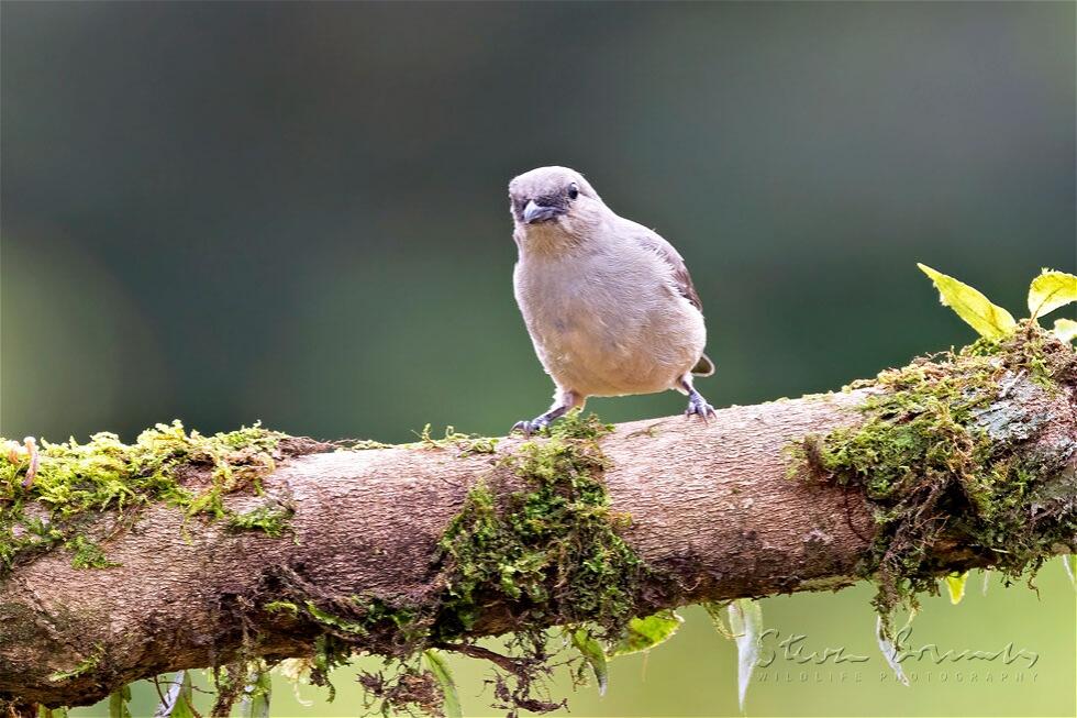 Plain-colored Tanager (Tangara inornata)