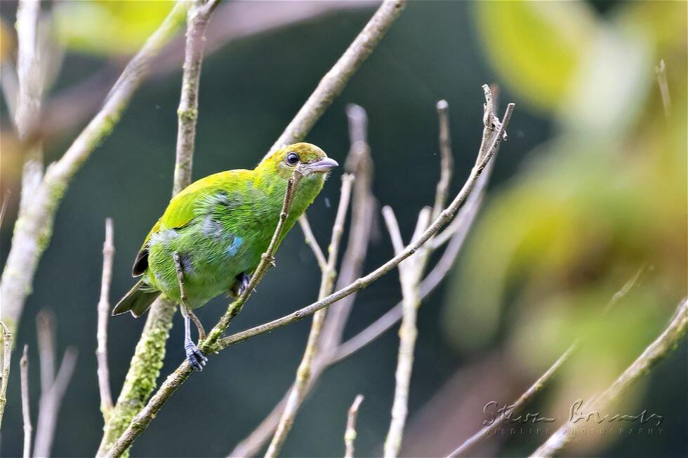 Rufous-winged Tanager (Tangara lavinia)