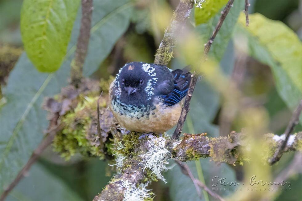 Spangle-cheeked Tanager (Tangara dowii)