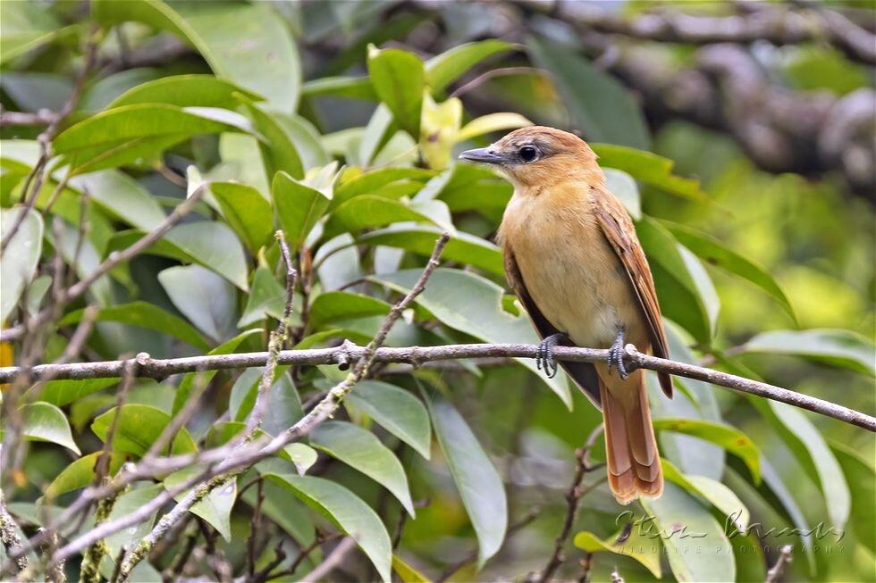 Cinnamon Becard (Pachyramphus cinnamomeus)