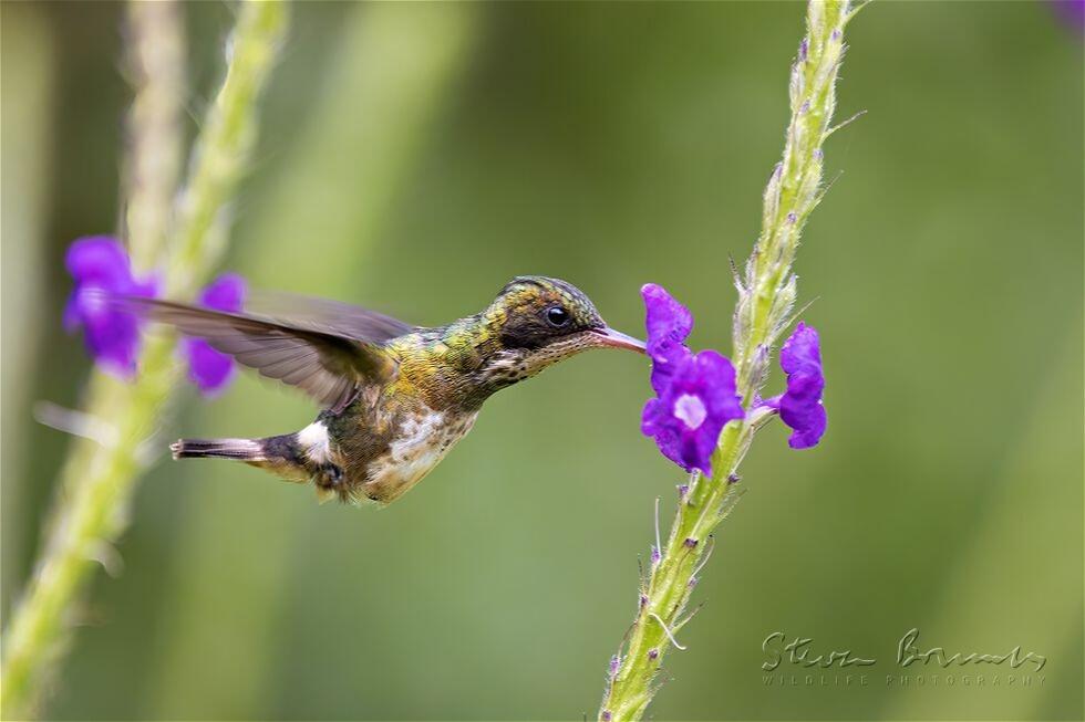 Black-crested Coquette (Lophornis helenae)