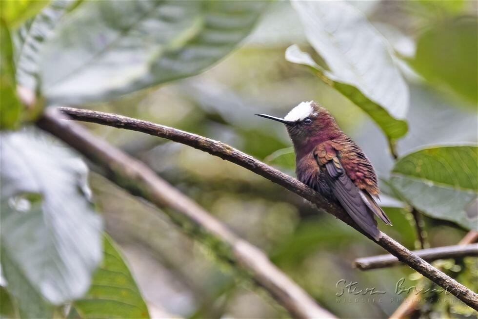 Snowcap (Microchera albocoronata)