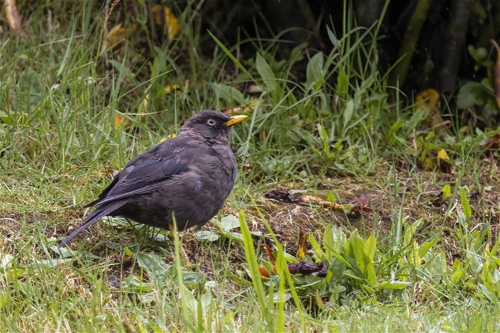 Sooty Thrush (Turdus nigrescens)