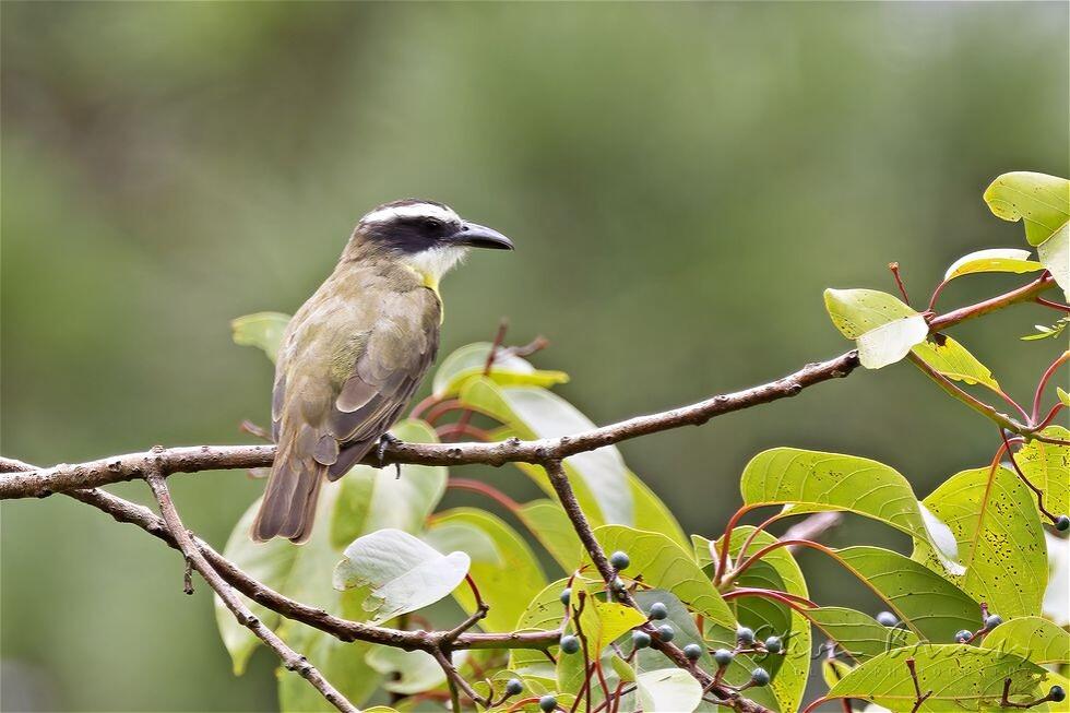 Boat-billed Flycatcher (Megarynchus pitangua)