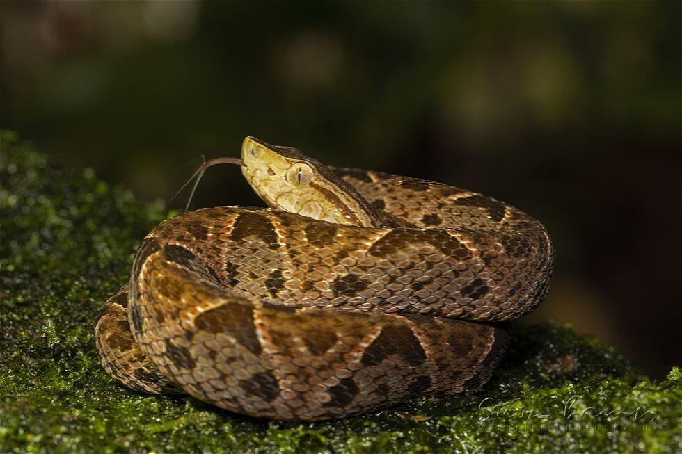 Fer-de-Lance (Bothrops atrox)