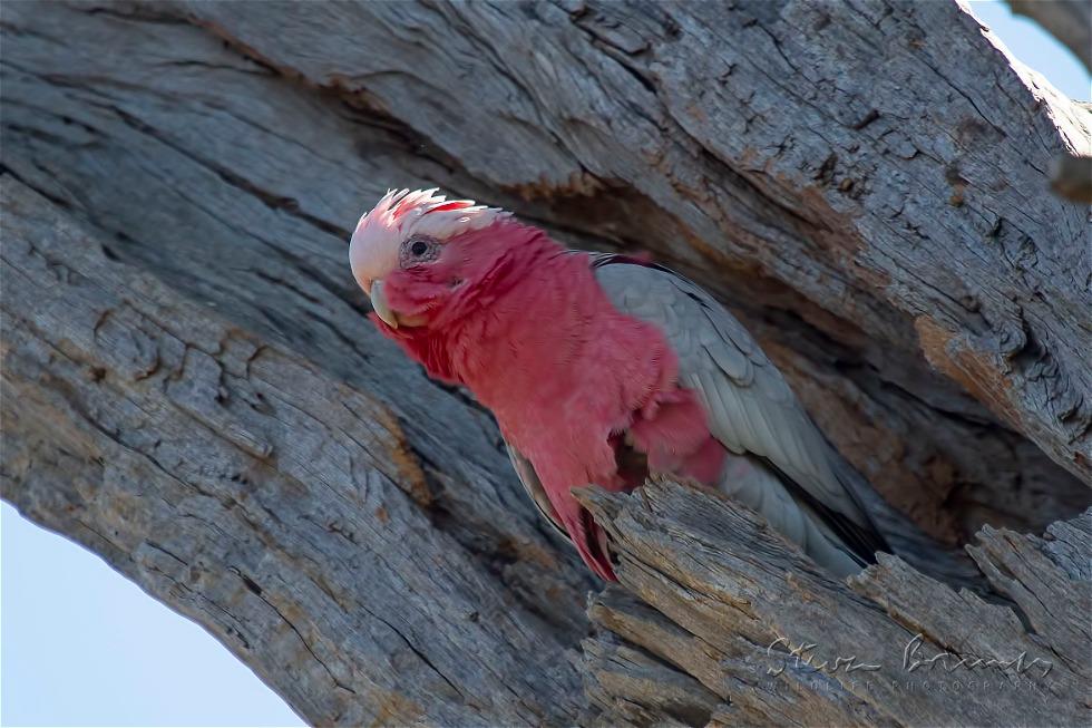 Galah (Eolophus roseicapilla)
