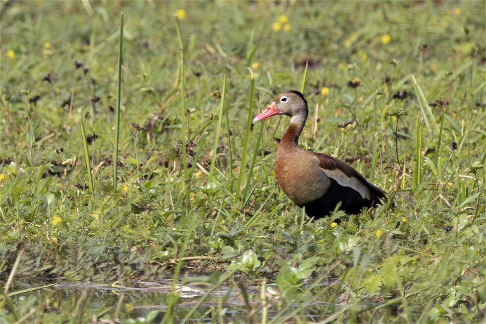 Black-bellied Whistling Duck (Dendrocygna autumnalis)