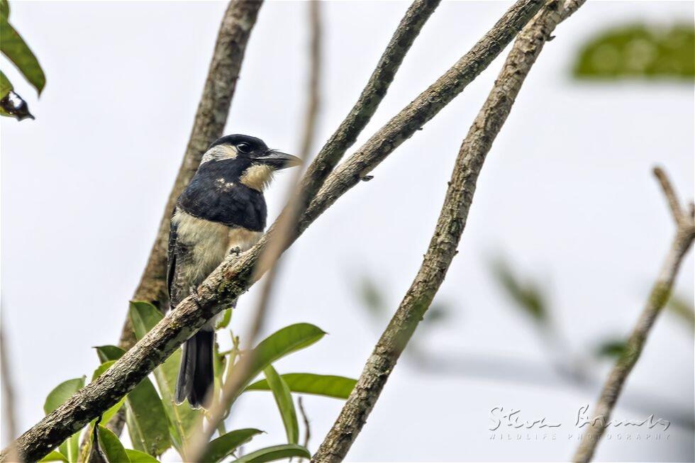 Black-breasted Puffbird (Notharchus pectoralis)