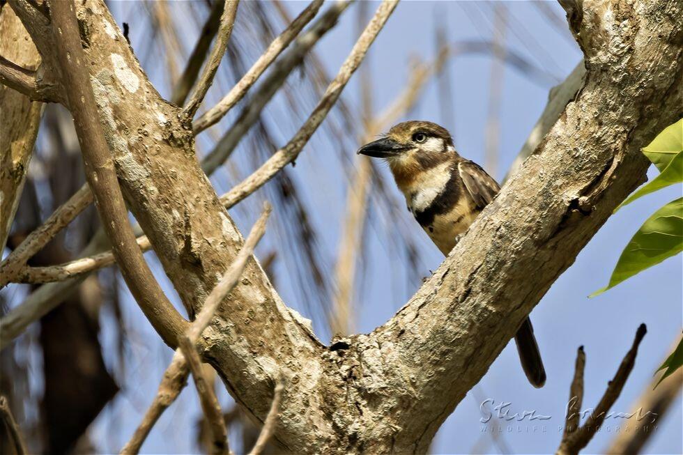 Russet-throated Puffbird (Hypnelus ruficollis)