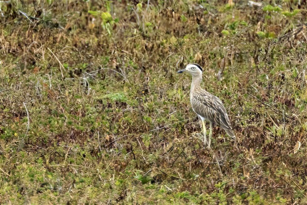 Double-striped Thick-knee (Burhinus bistriatus)