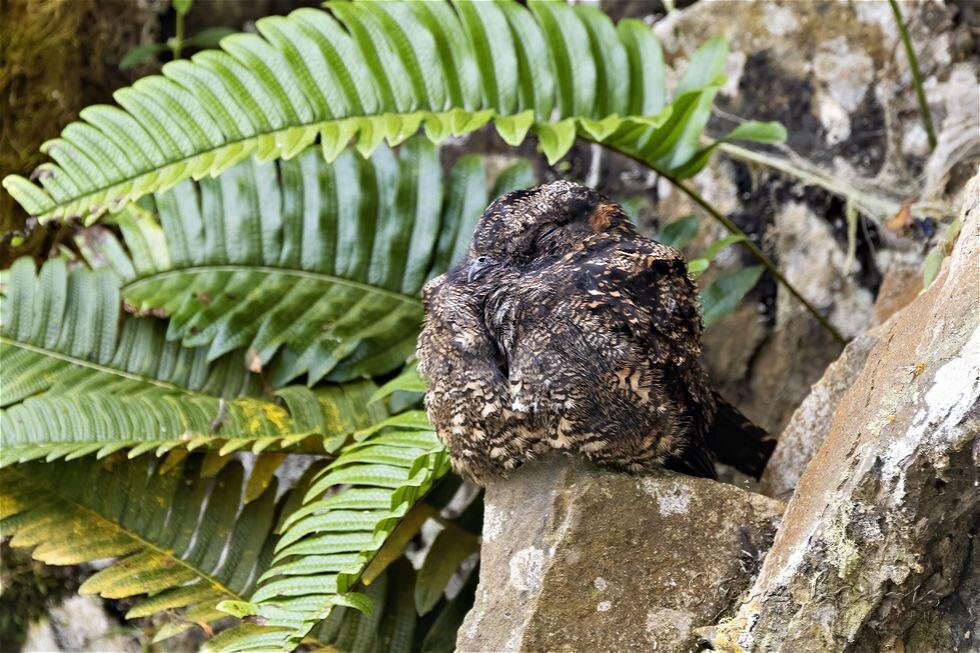 Lyre-tailed Nightjar (Uropsalis lyra)