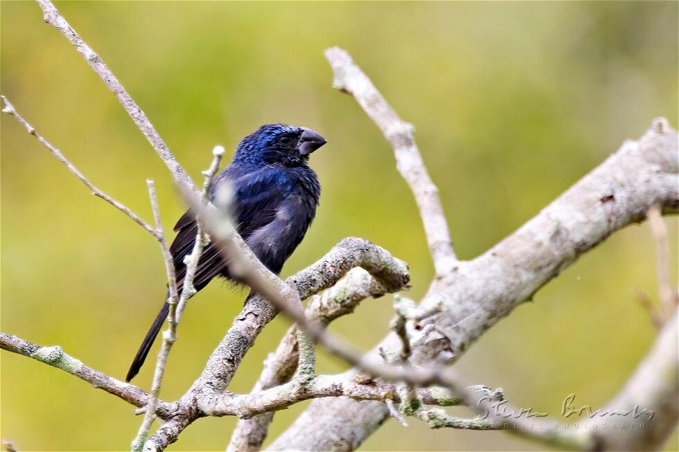 Ultramarine Grosbeak (Cyanocompsa brissonii)