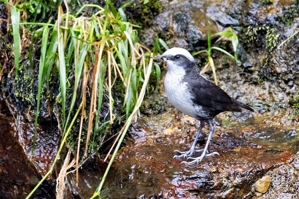 White-capped Dipper (Cinclus leucocephalus)