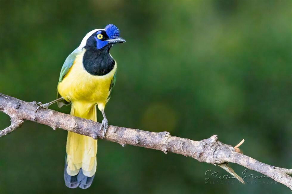 Green Jay (Cyanocorax luxuosus)