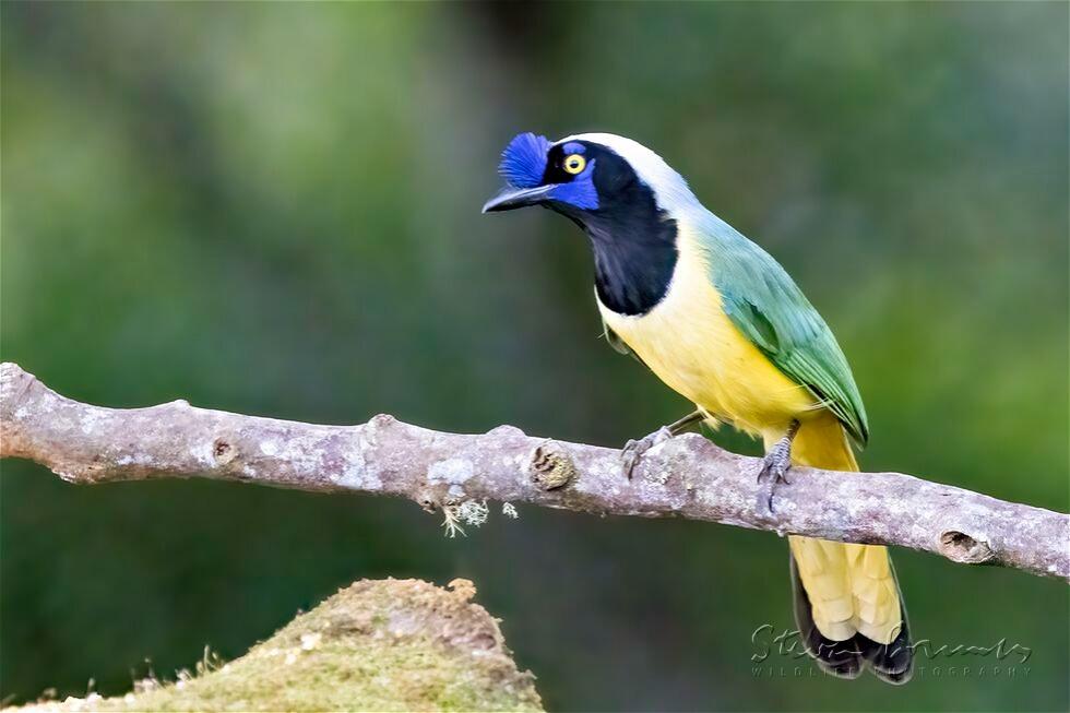 Green Jay (Cyanocorax luxuosus)
