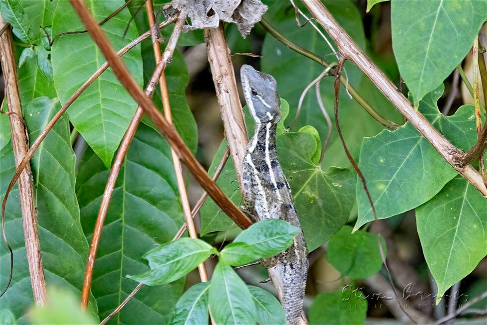 Common Basilisk (Basiliscus basiliscus)