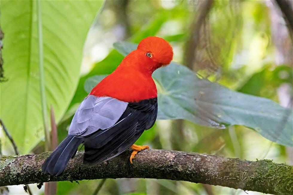 Andean Cock-of-the-rock (Rupicola peruvianus)
