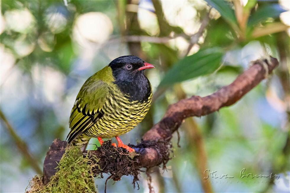 Barred Fruiteater (Pipreola arcuata)