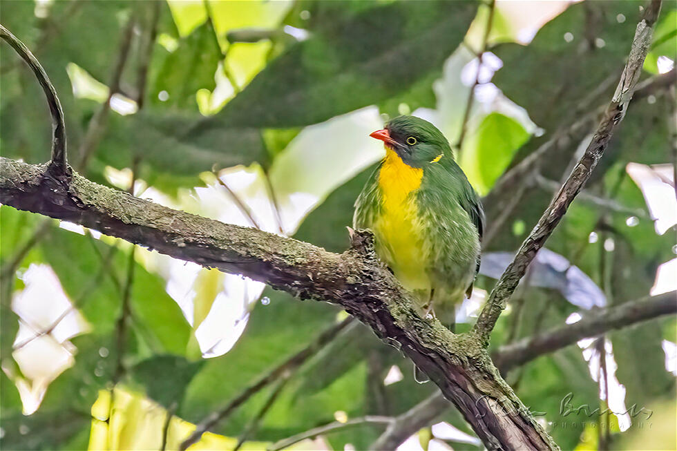 Golden-breasted Fruiteater (Pipreola aureopectus)