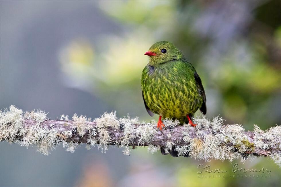 Green-and-black Fruiteater (Pipreola riefferii)